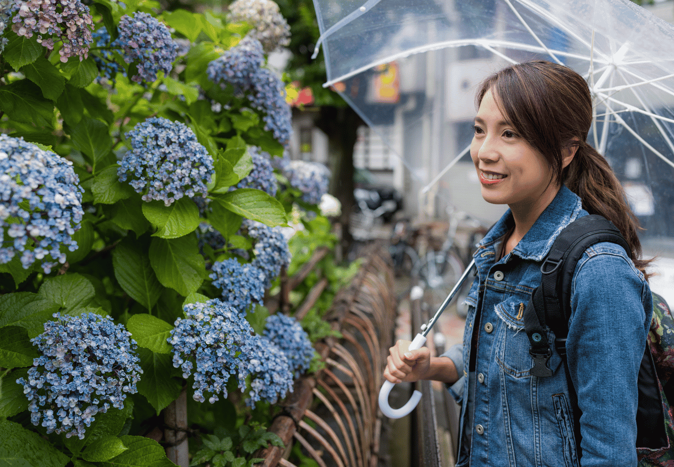 A woman with brown hair and a denim jacket walks along a city street, carrying a transparent umbrella and a backpack. She smiles pleasantly in the outdoor setting. A fence separates her from a vibrant bush filled with blue and purple hydrangea flowers. This photograph could be used for travel projects, lifestyle moments, or depictions of walking in nature. The location is a generic city with a light and light_hearted mood.