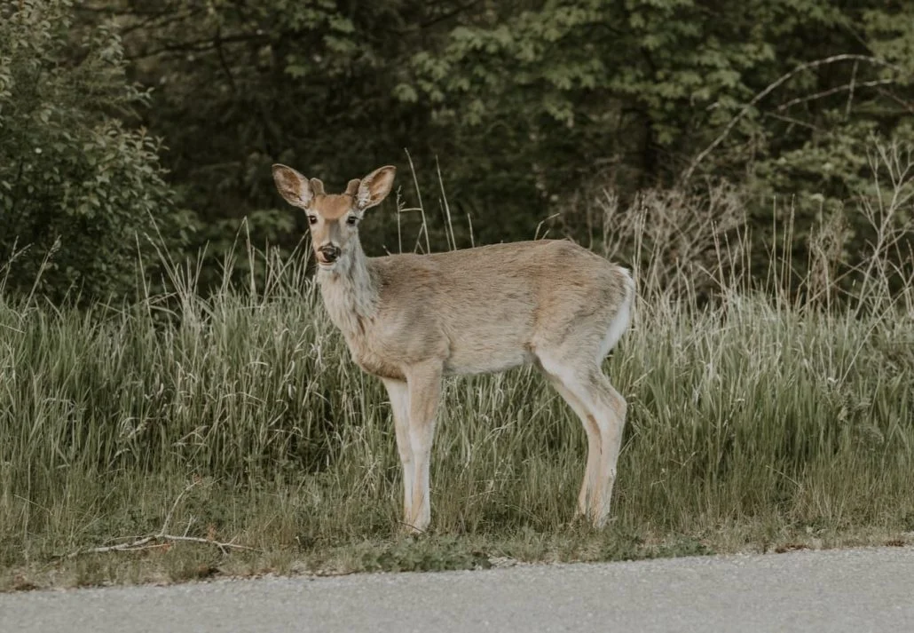 A deer spotted in the Flathead National Forest, Montana, USA.