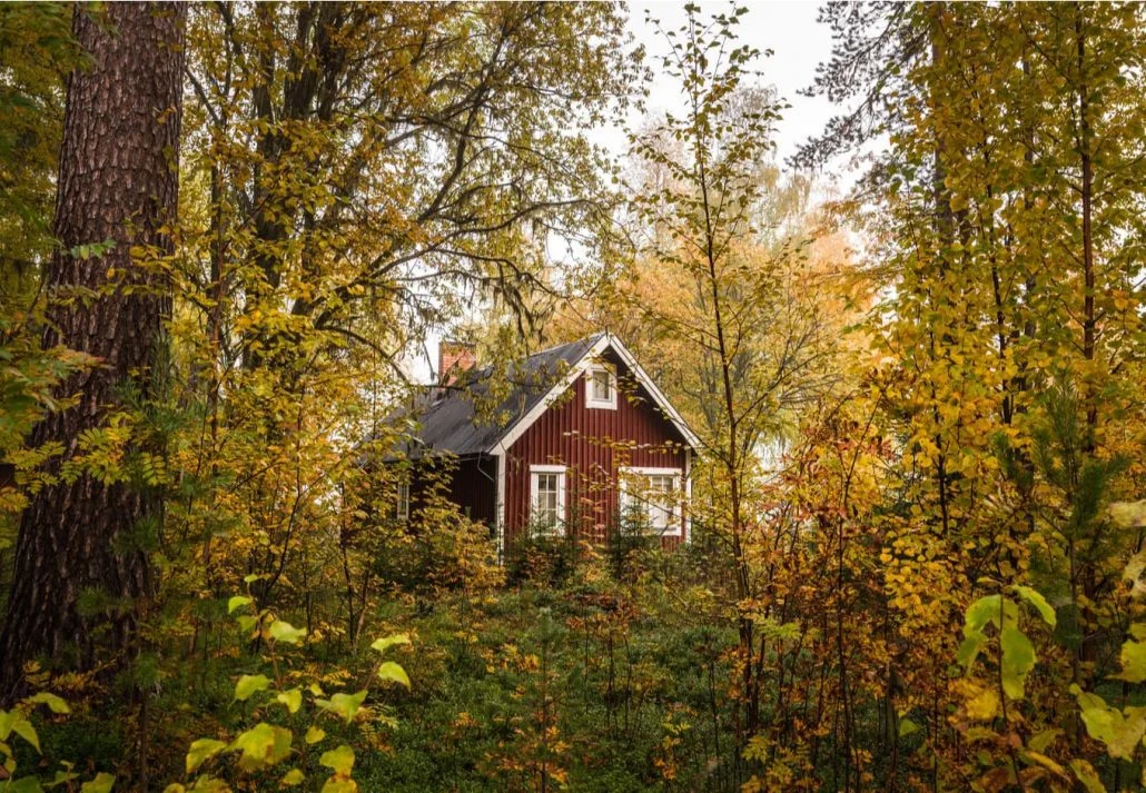 Forest cabin in the woods.