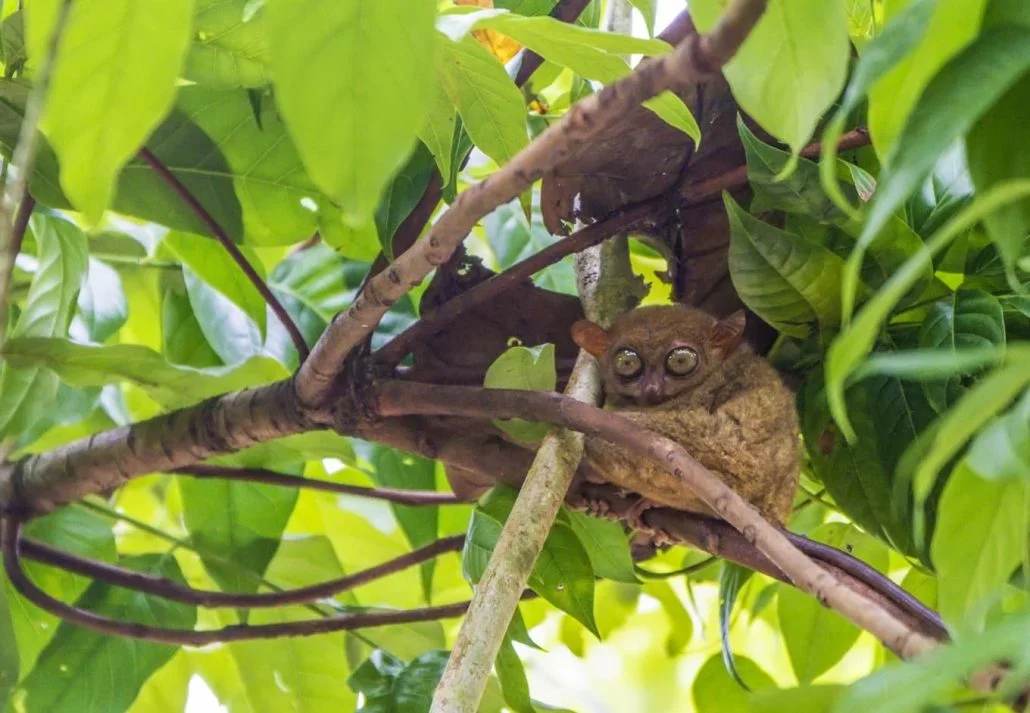 Budget-friendly things to do in the Philippines - Tarsier watching