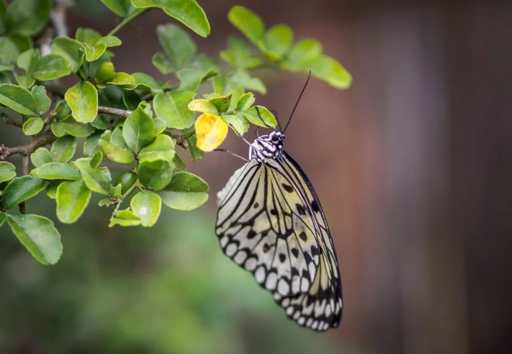 Budget-friendly things to do in the Philippines - Butterfly Farm