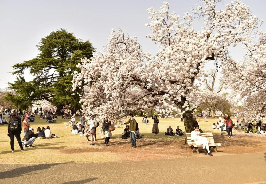 Picnics at Ueno Park