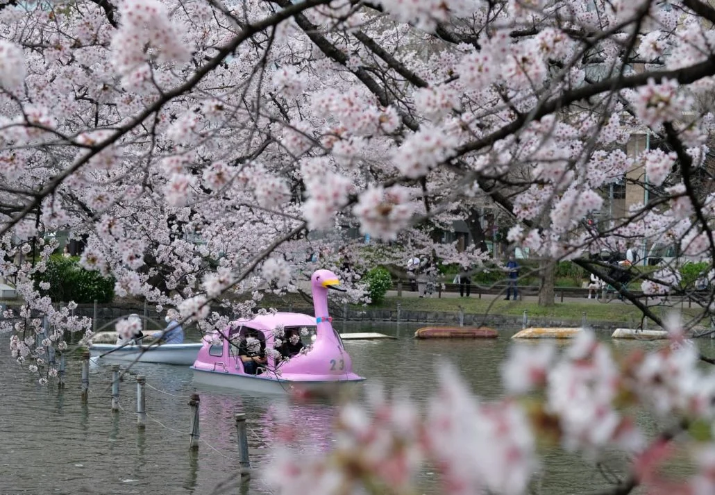Boating on Shinobazu Pond
