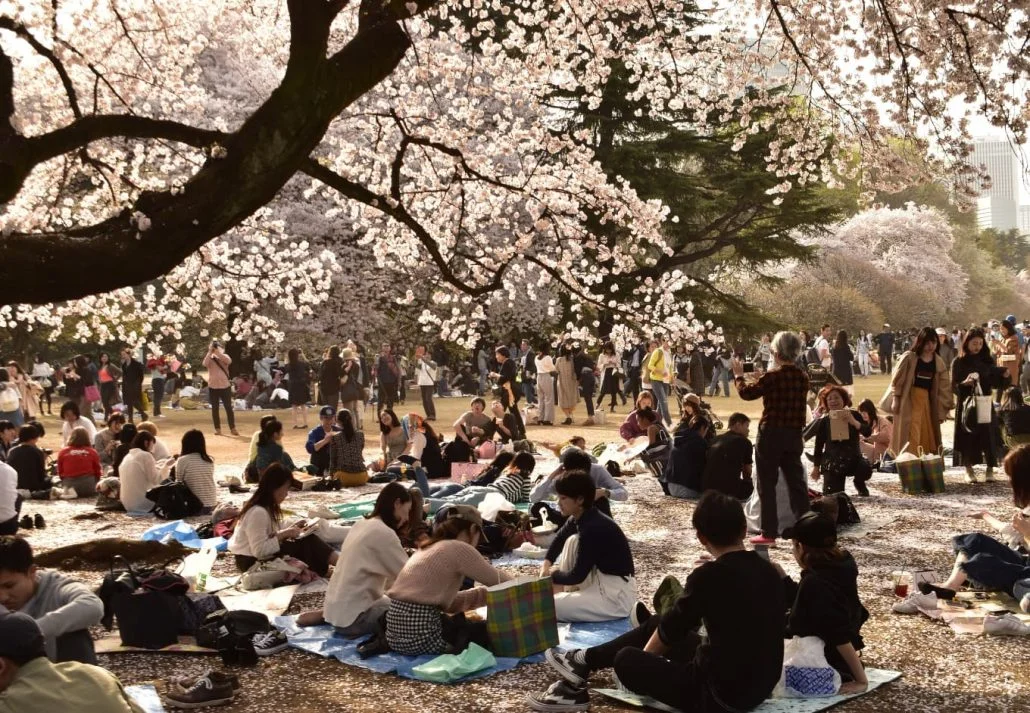 Hanami at Ueno Park