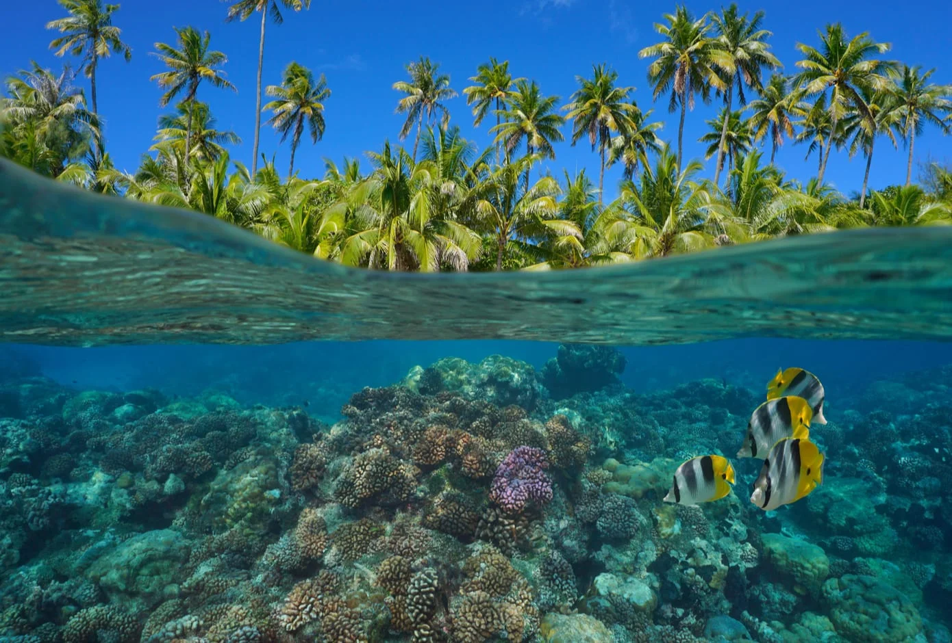 Coral reef with tropical fish underwater in French Polynesia, Pacific Ocean, Oceania 