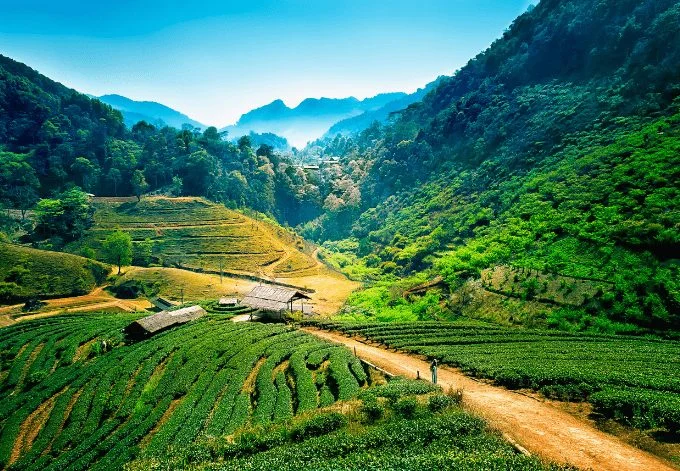Young woman relaxing in green rice terraces on holiday at pabongpaing village, Mae-Jam Chiang mai, Thailand