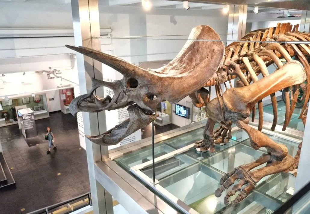 A dinossaur skeleton in the Ulster Museum, Belfast, Northern Ireland.