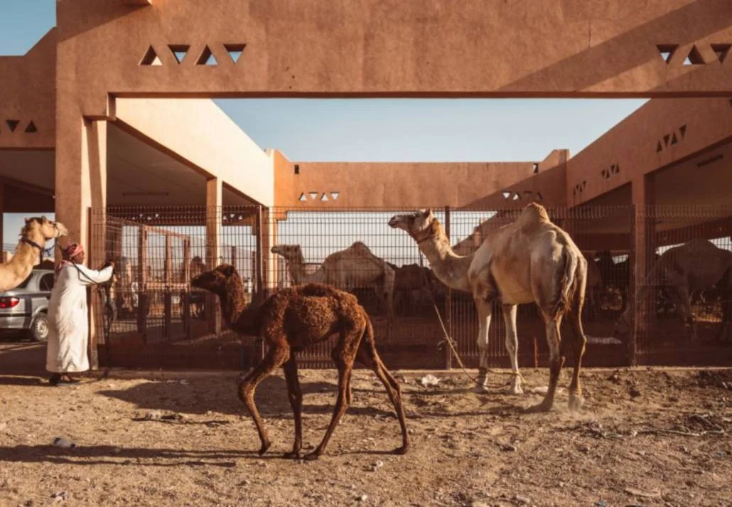 Local markets in Dubai - Camel Market