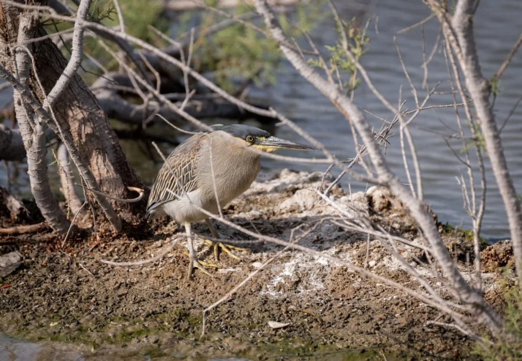 Ras Al Khor Wildlife Sanctuary