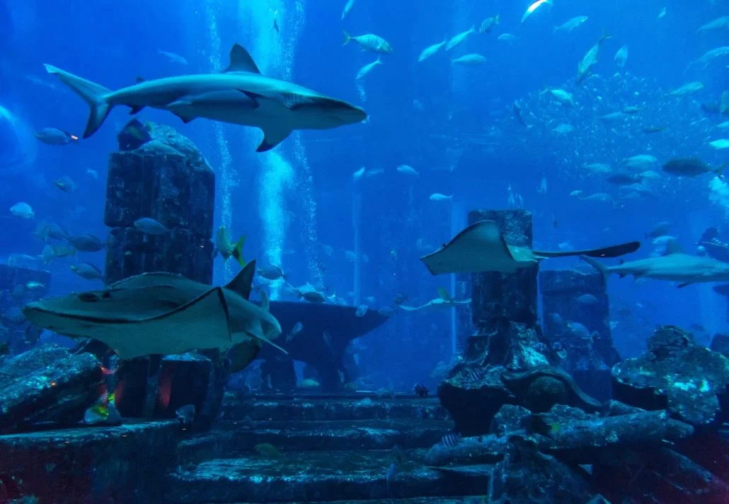 Snorkeling in Dubai - Marine Life