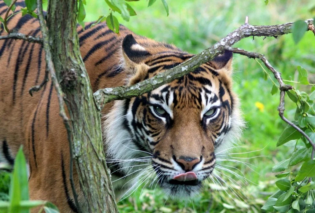 London Attractions - A tiger surrounded by nature at the London Zoo.