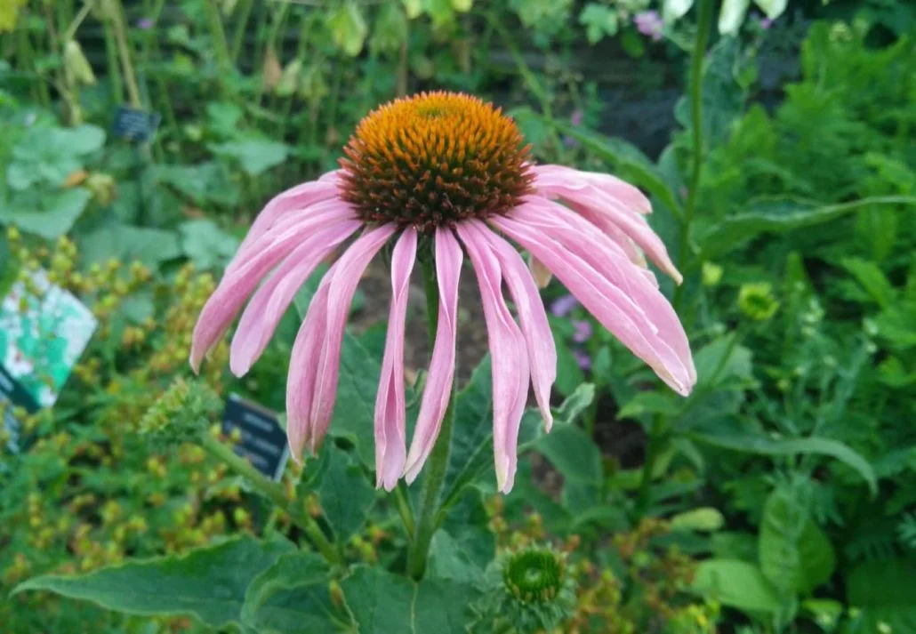 Hidden Gems In London - Chelsea Physic Garden, London, England.