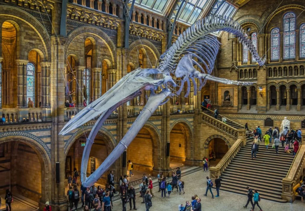 New Year’s Eve In London - Natural History Museum