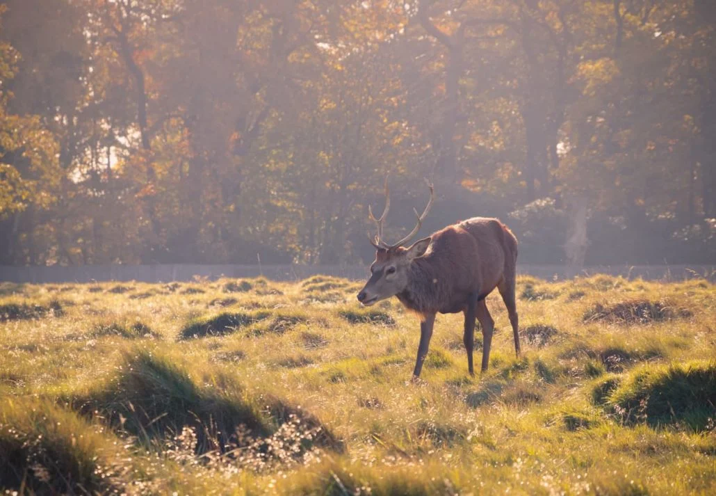 Parks in London - A red deer grazing in Bushy Park in London with warm sunlight.