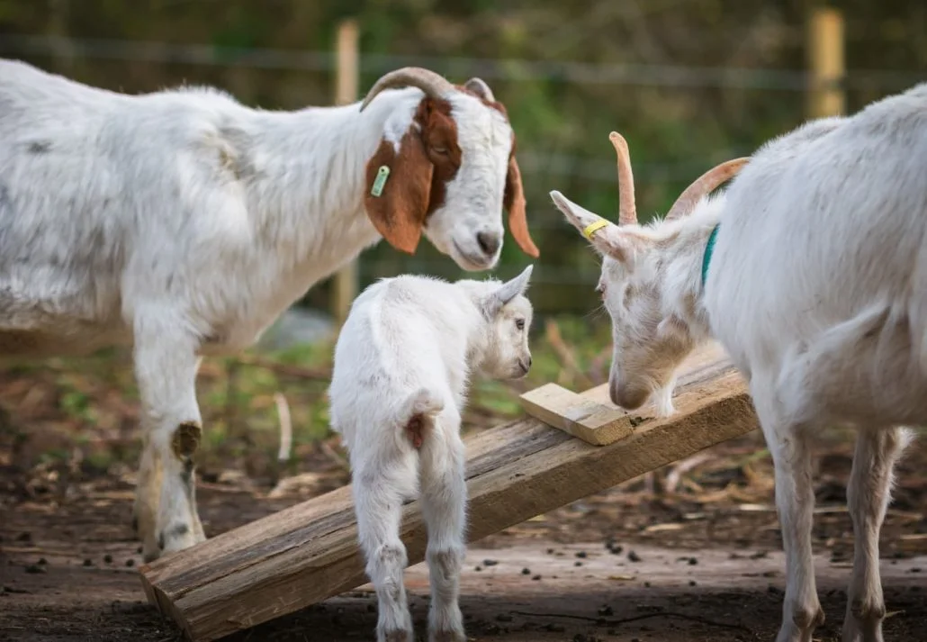 Things to do in London with kids - Three goats on the Vauxhall City Farm