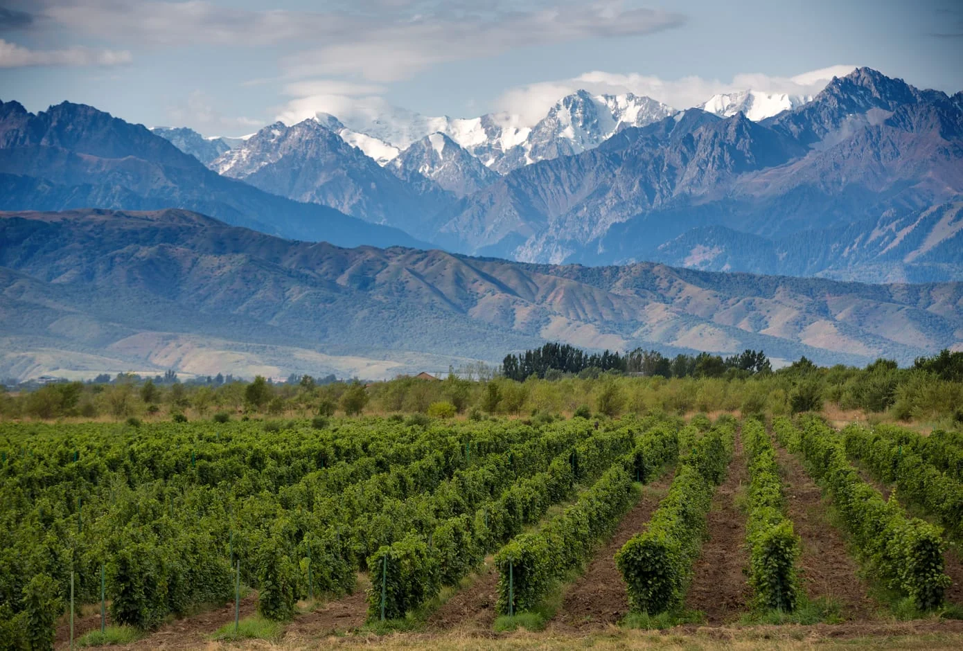 A Vineyard framed by snow-capped mountains in Mendoza, Argentina.