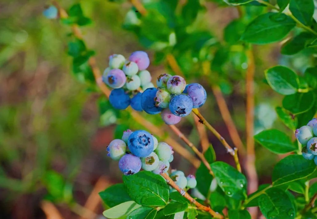 Florida Blueberry varieties