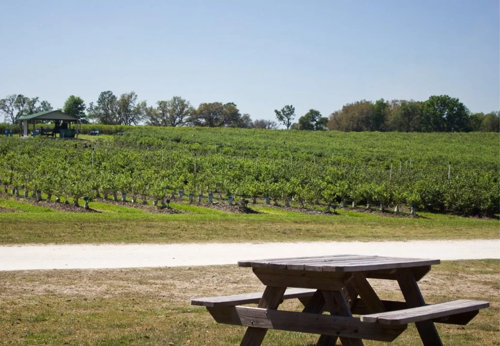 Best places to go blueberry picking in Florida