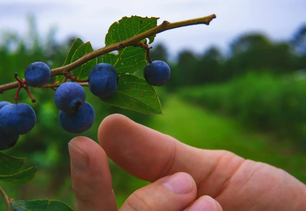 how to pick the sweetest blueberries