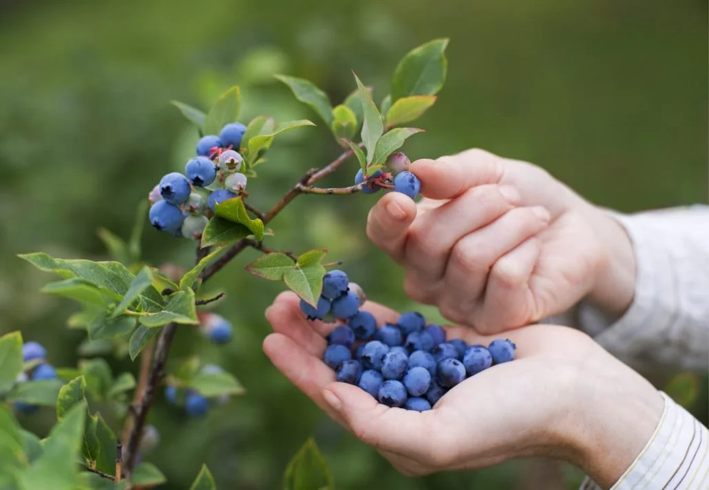 Blueberry picking season in Florida