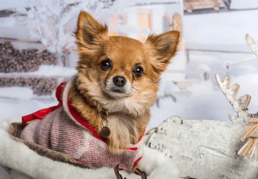 Macy’s SFSPCA Holiday Windows