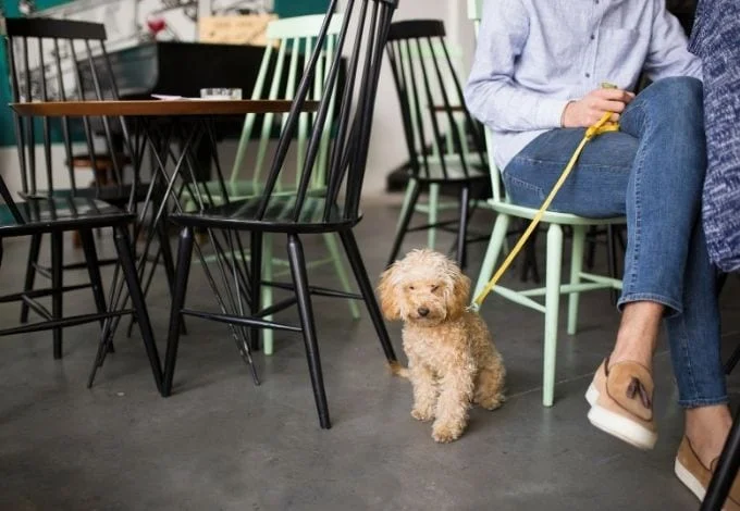 A small dog with a leash near his owner inside a restaurant.