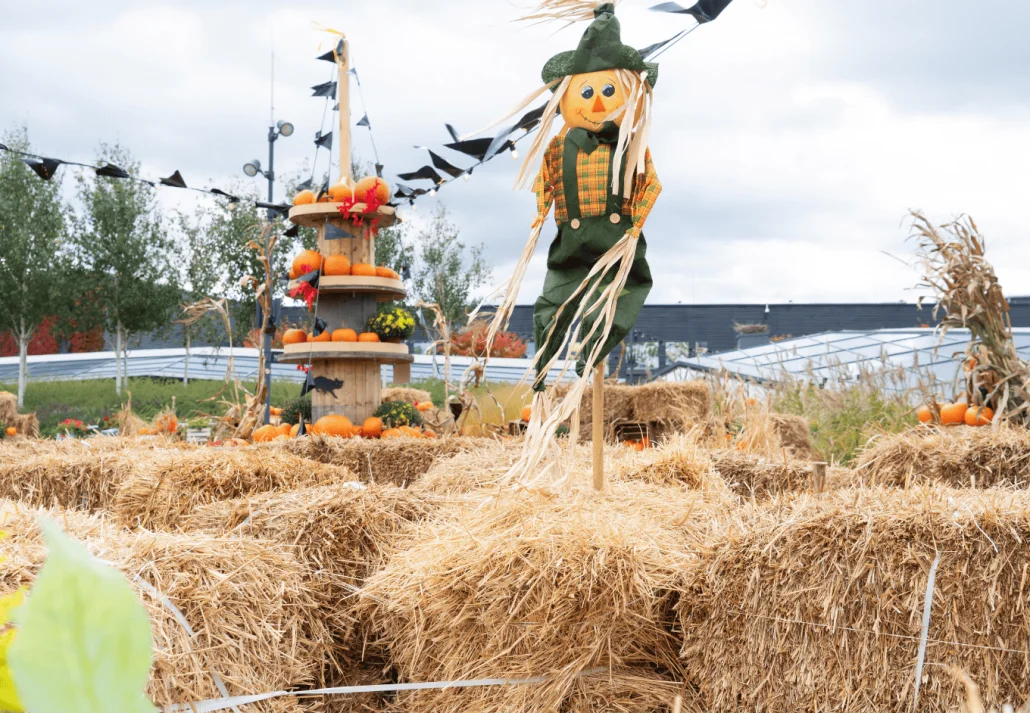 pumpkin patch at haunted hayride