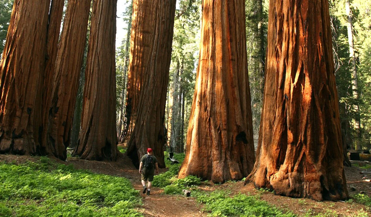 sequoia national park