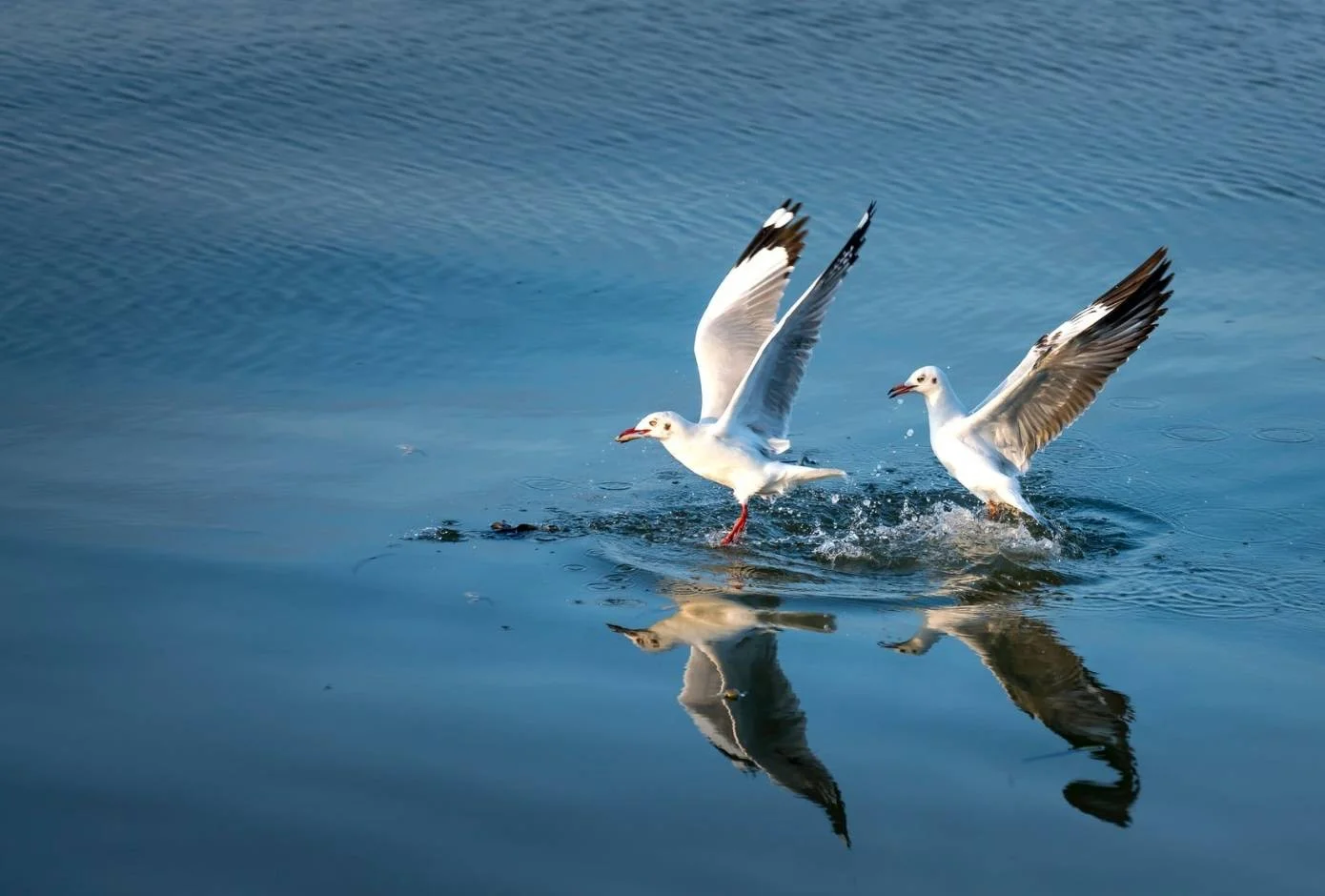 top tourist destinations in florida everglades