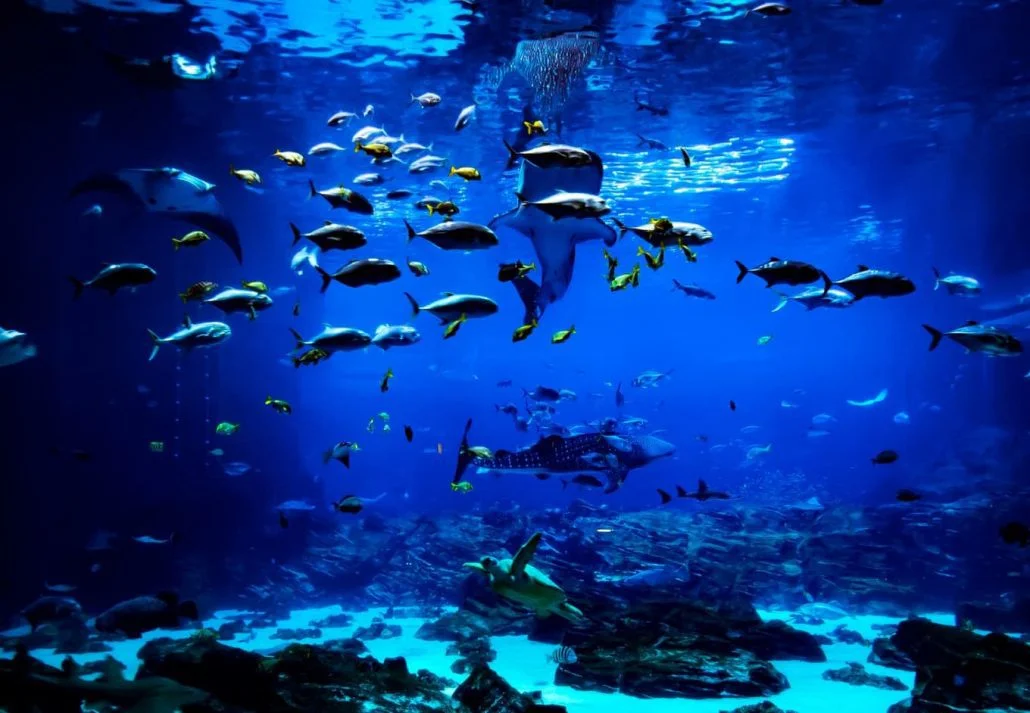 georgia aquarium