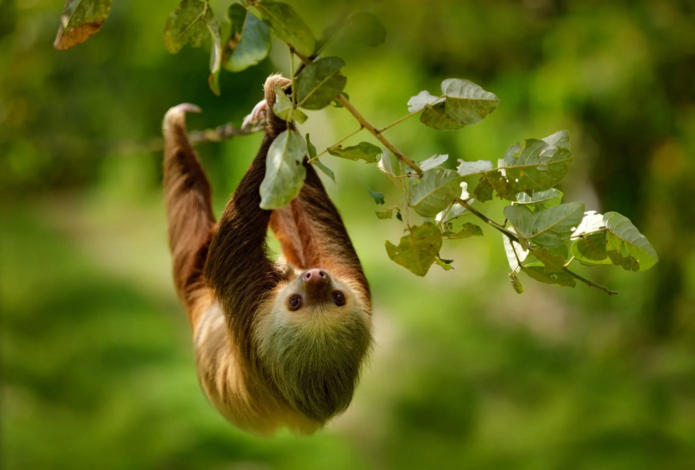 Sloth climbing on the tree in a rainforest.