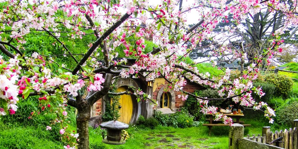 new zealand cherry blossoms