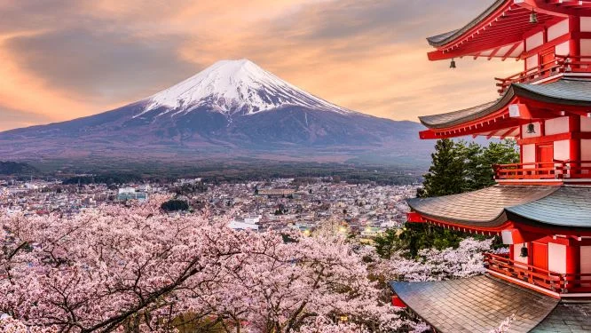 japanese cherry blossoms
