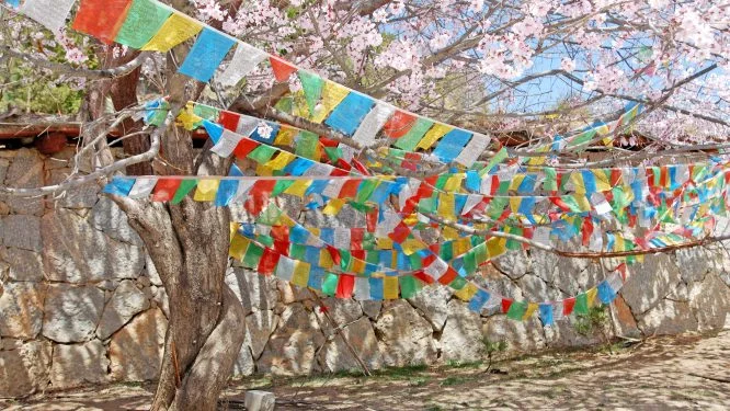cherry blossoms in the Himalayas