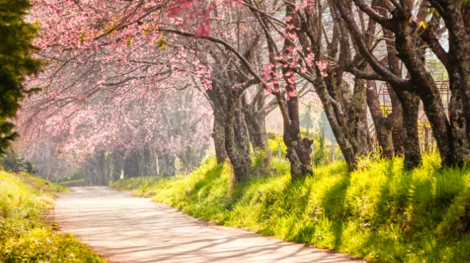 Cherry bBossoms in Chiang Mai, Thailand