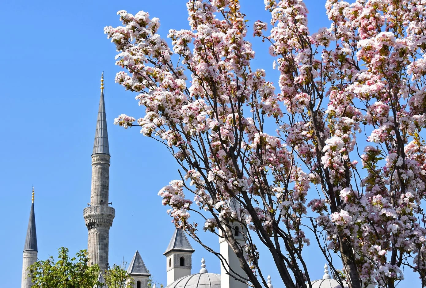 Branches of blossoming sakura in front of a mosque in Istanbul, Turkey 