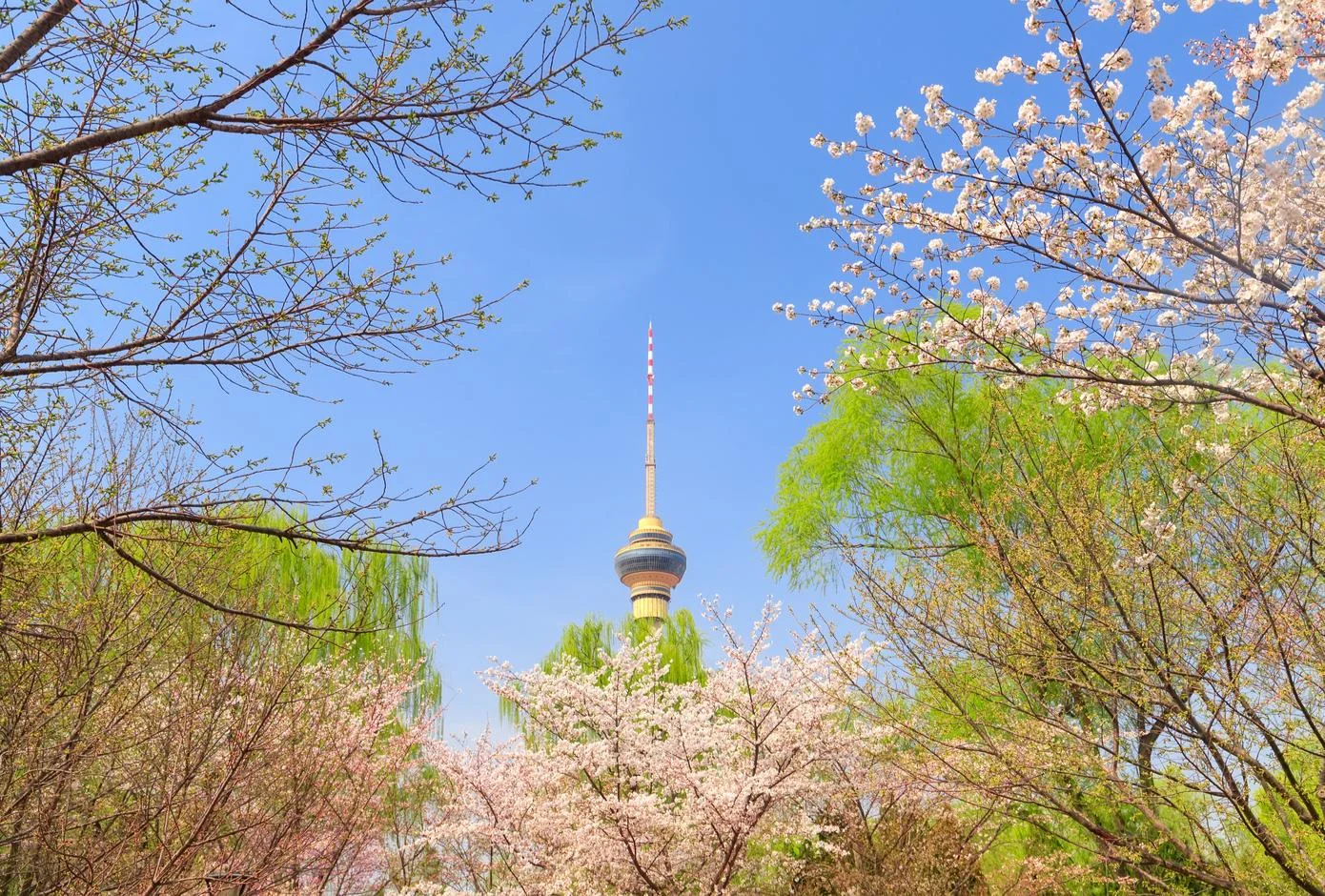 Beijing Yuyuantan Park spring scenery 