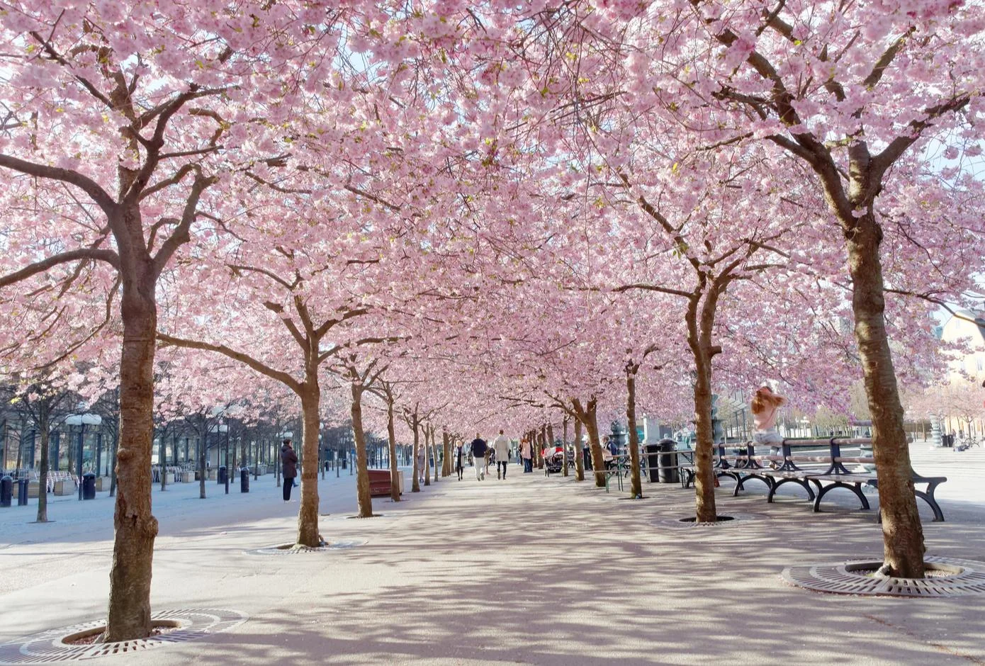 Kungstradgarden with a blooming cherry tree avenue, in Stockholm. 
